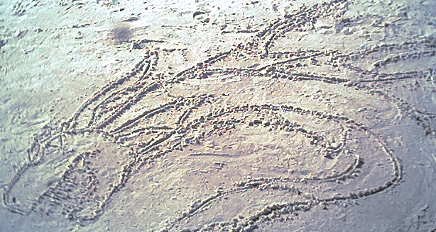 Dragon in the Sand - By Kelsey Kwolek
I've never done this before, I carved a dragon in the sand at the park, and took millions of pictures, cause my camera's lame and only one out of a million of each picture turns out good. I sent it in, thought it was cool, pretty good for something drawn in dirt.
Keywords: Head